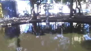 Statue of a woman on the lake in the park, many trees nearby [Nature & Animals]