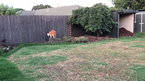 14kg Maine Coon Cat sprinting