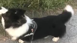 Corgi continue his crazy howling