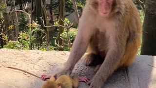 What does the monkey mother want?