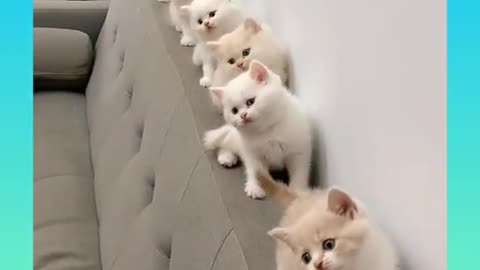 13 cute cute Cats funny reactions