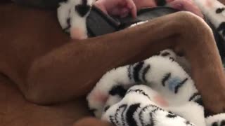 New Born and Puppy Share Special Bond