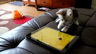 Cute kitten enjoys playing with iPad