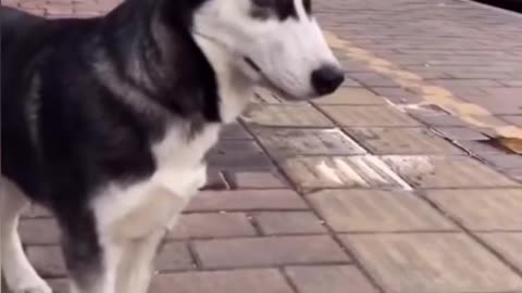 Animals that can speak human language are very similar #dog #husky, #puppy #cute
