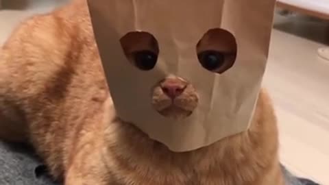 Smart cat mask