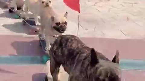 Funny Skateboarding Dogs