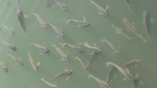 Islands of Adventure Fish in water