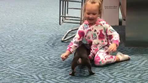 Puppy entertains little girl at airport