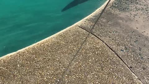 Dog meets Dolphin