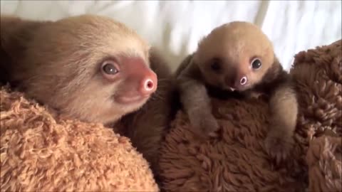 Baby Sloths Living Good Life