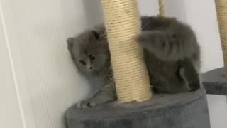 Kitten is trying to catch her tail