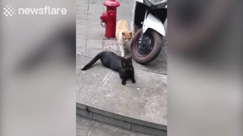 Cat caught cheating predicament