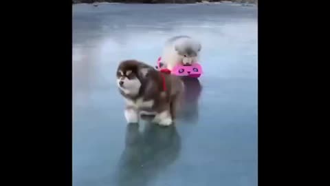 Two puppies are joyful playing