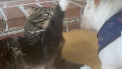 Puppy and Cat Love to Wrestle