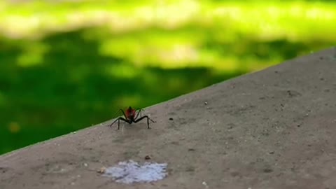 Spider Stroll