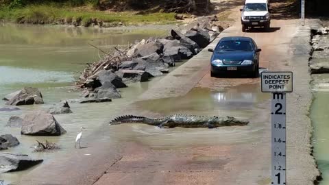 Massive Crocodile Holds Up Traffic To Cross Road