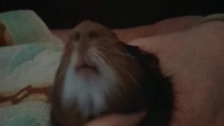 happy guinea pig