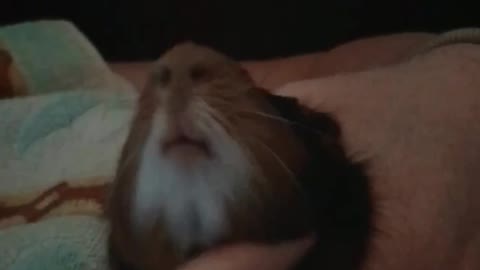 happy guinea pig