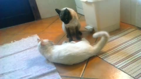 Epic Cat Fight - Real Cat Fight - Funny Cat Fight