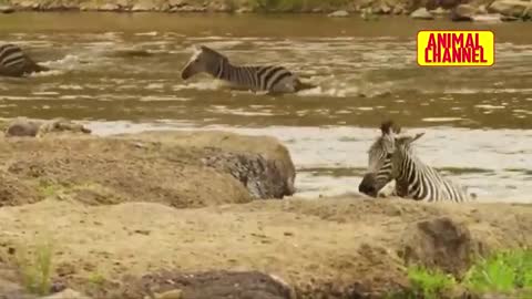 This clip features some of the most incredible animals attack fail moments in the wild