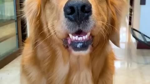Dogs are also online dating online dating needs to be cautious golden retriever