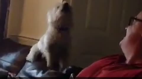 White dog howls at laughing owner
