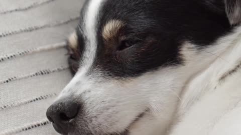 sweet sleeping dog video| cute dog video| dog traning video shorts