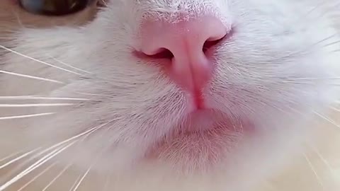 cat meme & kitten (tik tok video]💘 - funny cats,