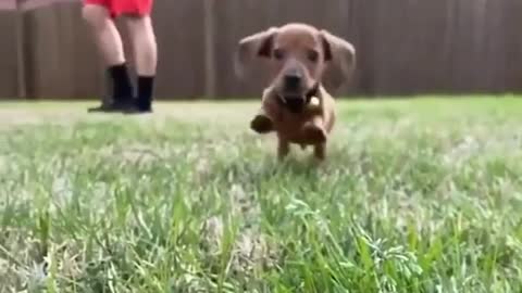 Cuteness Overload -LittIe Puppy In Slow Motion