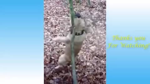 funny Animals moment Cats and dogs