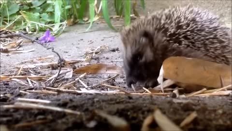 Cute Tiny Hedgehogs Compilation