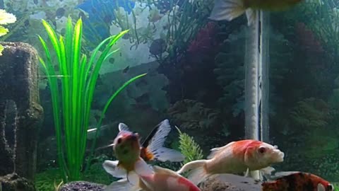 This is the beautiful dance of ornamental fish that I have been waiting for