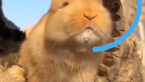 Rabbit 🐇🐰 funny video viral comedy 🤣