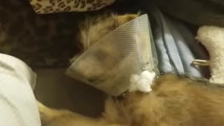 Cone of shame