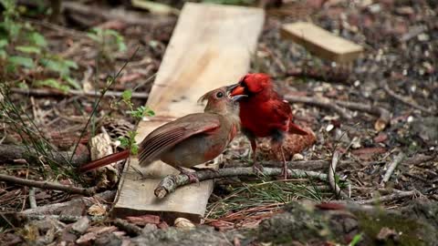 red rowo cucak bird
