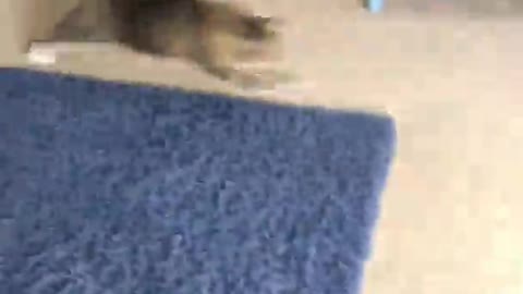 Grey and Black Cat Plays With Laser Pointer