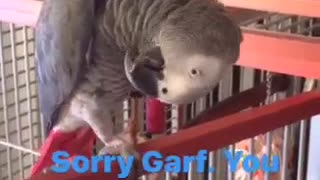 Garfield the Parrot Tries to Put His Feather Back In