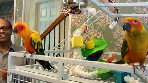 Sun Conure Meeting a New Friend