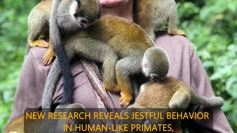 Primate Pranks: Why Do Human-Like Primates Tease?
