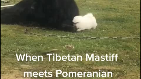 When Tibetan Mastiff meets Pomeranian - Meet The Big Boss