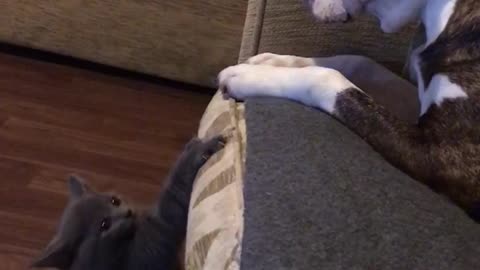 Kitten wants to play with dog