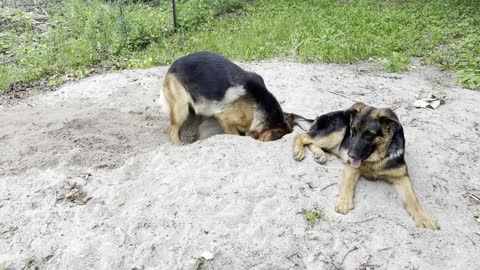 Beautiful German Shepherd works hard at digging a hole in the sand