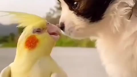adorable dog plays with little bird