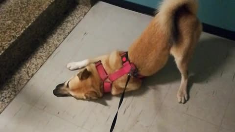 Goofy dog performs same routine after every single walk
