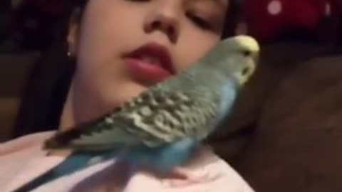 My niece`s parrot escapes from a kiss