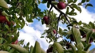 Beautiful Apple Tree #applefarming #apple