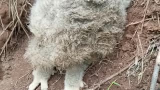 Eagle Owl Snaps Beak