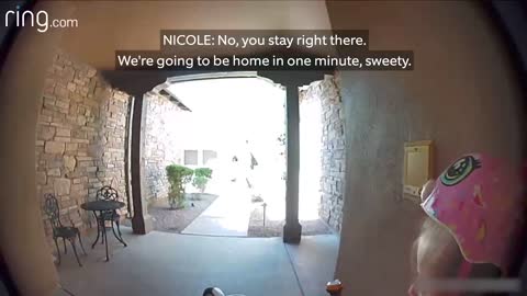 Taylor Talks to Her Neighbor On Ring Video Doorbell After Running Away From a Bobcat |