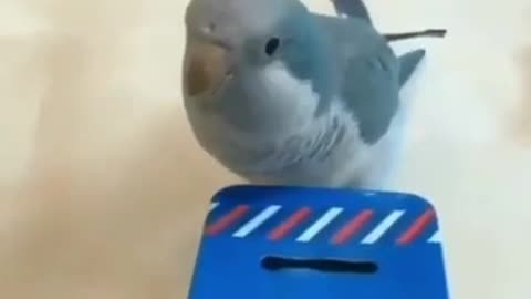 Smart and funny parrots | Must watch