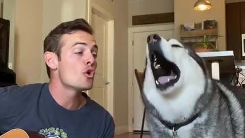 Husky singing along with his owner